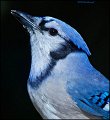 _2SB0909 blue jay portrait